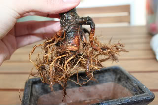 Trasplante y poda de ulmus parvifolia (olmo) 2011-02-2105-1