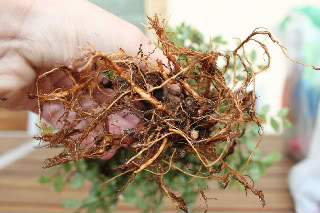 Trasplante y poda de ulmus parvifolia (olmo) 2011-02-2106-1