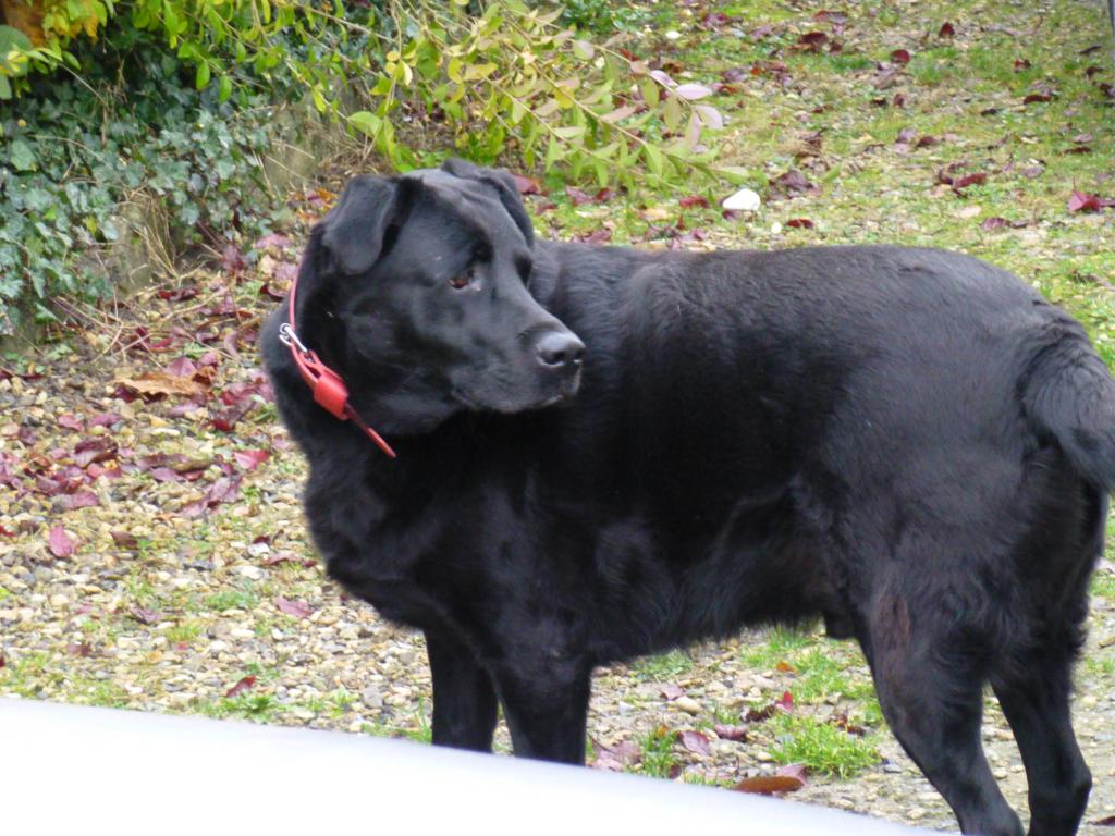 SHADOW -  labrador  4  ans - Refuge de Filemon (80) P1000028