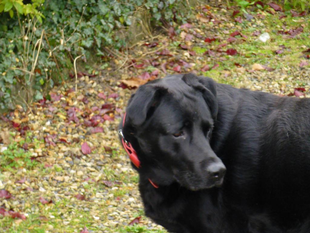 SHADOW -  labrador  4  ans - Refuge de Filemon (80) P1000029