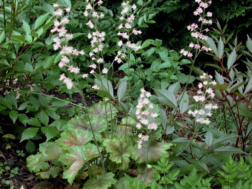 Tiarella DSCN4107_72DPI