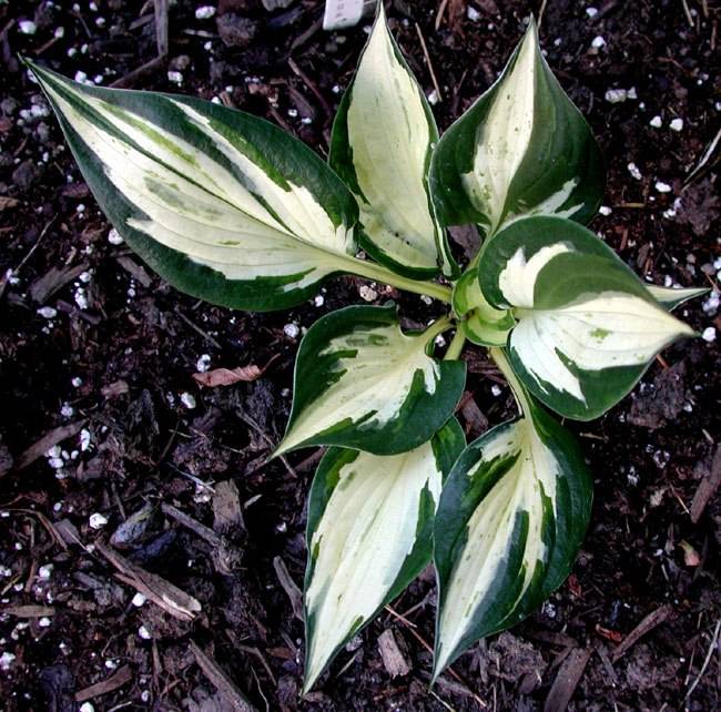 Liste des hostas des membres DSCN3685_Corr_Petit