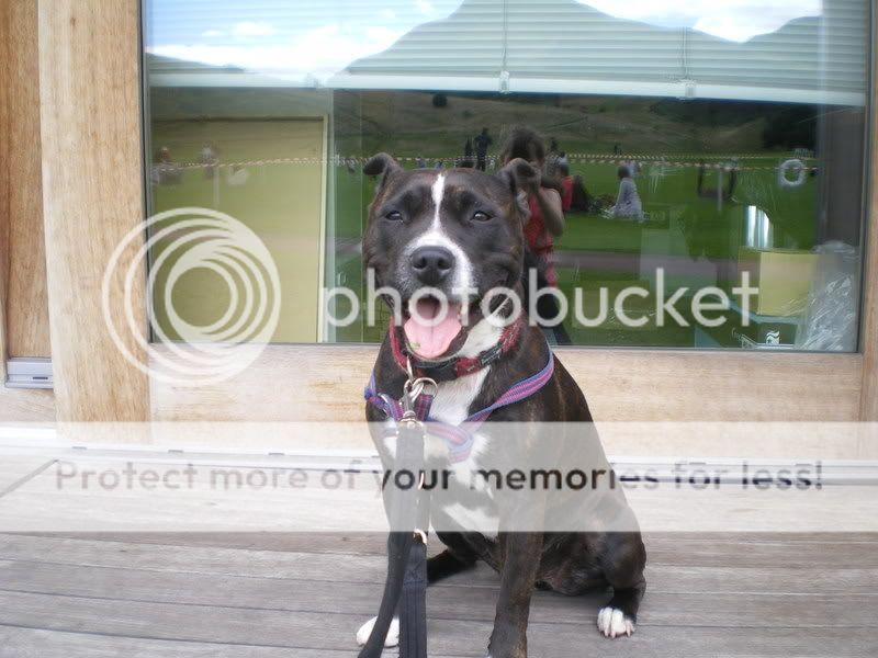 Fun Dog Show - Edinburgh Freya