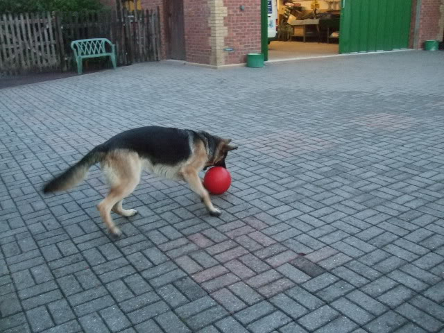 Booker beautiful 1 year old GSD male Homed DSCF6186