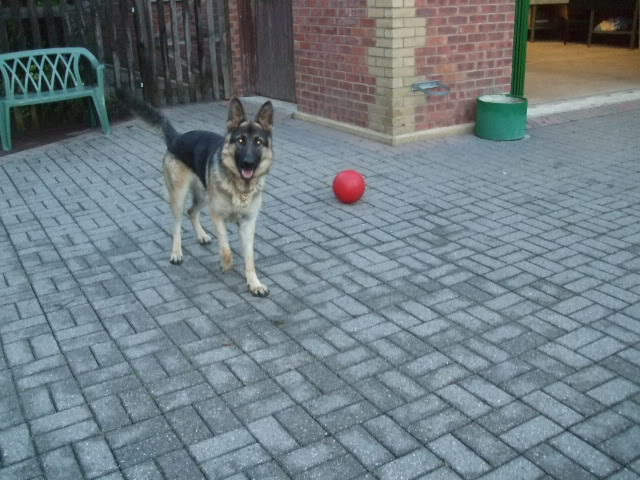 Booker beautiful 1 year old GSD male Homed DSCF6188