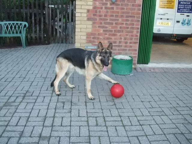 Booker beautiful 1 year old GSD male Homed DSCF6195