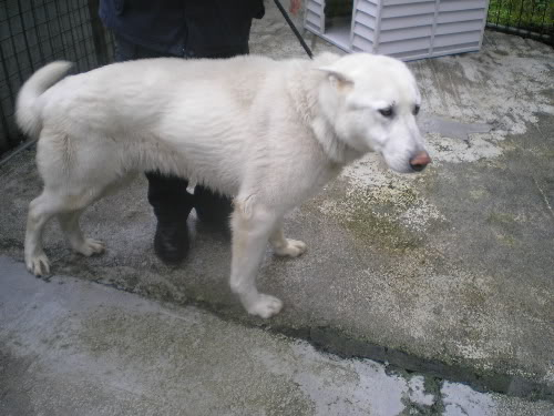 Major 2yr old white male  Homed Major-GSM2years