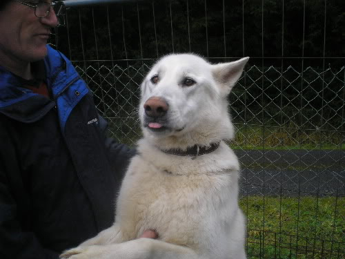 Major 2yr old white male  Homed PatrickMajor