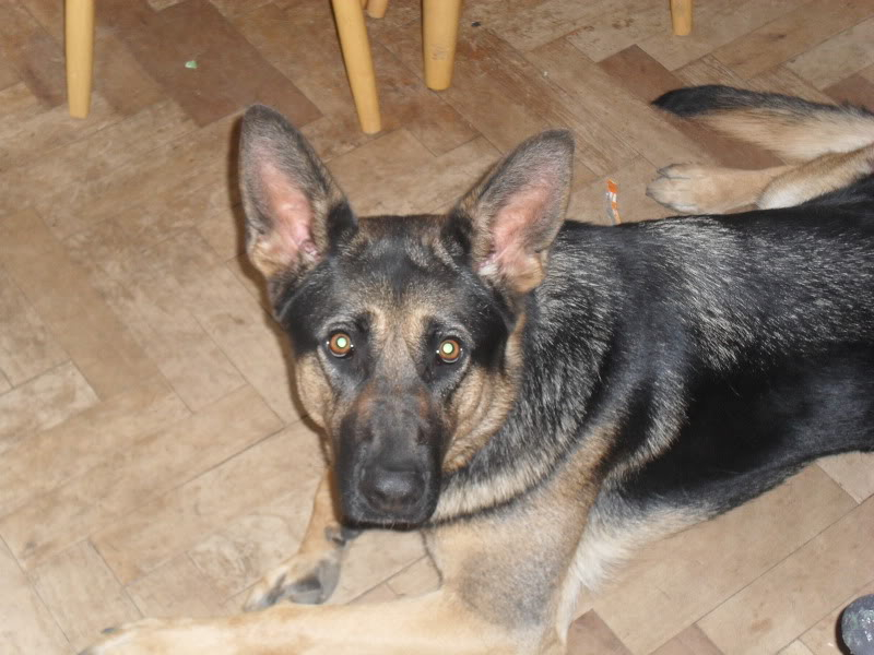 Murphy 2yr old German Shepherd Homed SDC11473