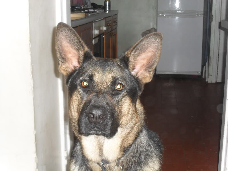 Murphy 2yr old German Shepherd Homed SDC11475