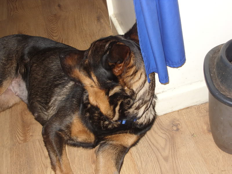 Angel 18 month old GSD x Rottie homed Angel003