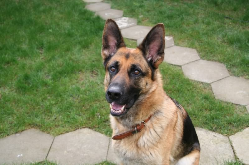 Mitzi 18 month old confident girl Homed Mitzytorso