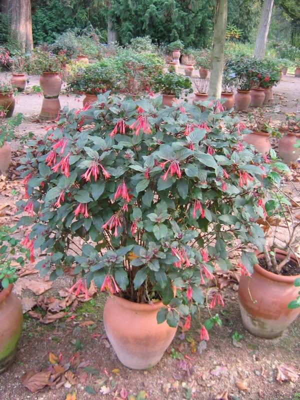 Fuchsias Thalia FuchsiaThalia1