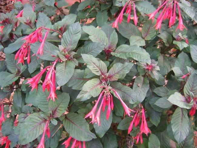 Fuchsias Thalia FuchsiaThalia2