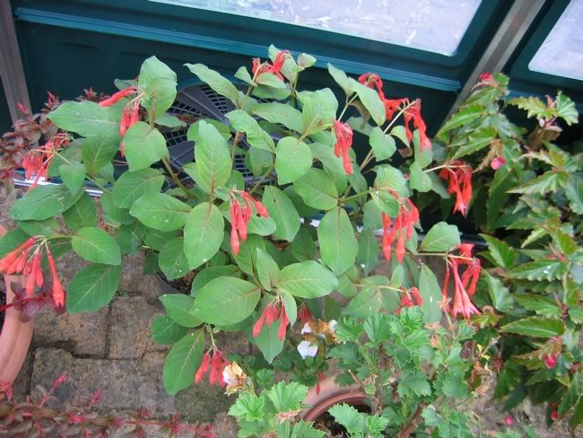 Fuchsias Thalia FuchsiaThaliaAgnes1