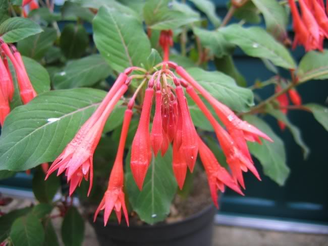 Fuchsias Thalia FuchsiaThaliaAgnes2