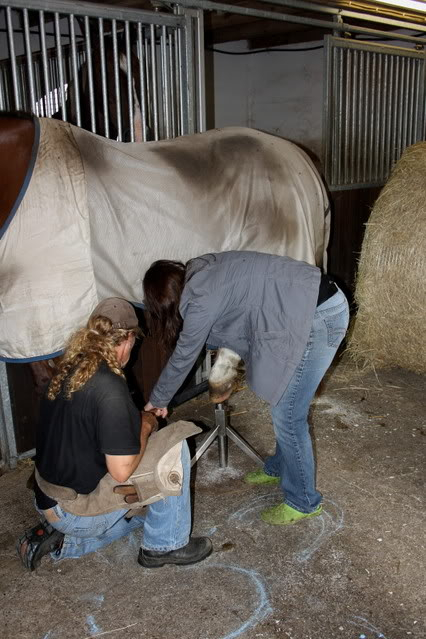 Clinic hoefverzorging --> 12 juli in Gro Beren Clinic1