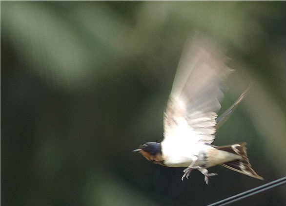 Monyet, Beruk, Burung P1117339