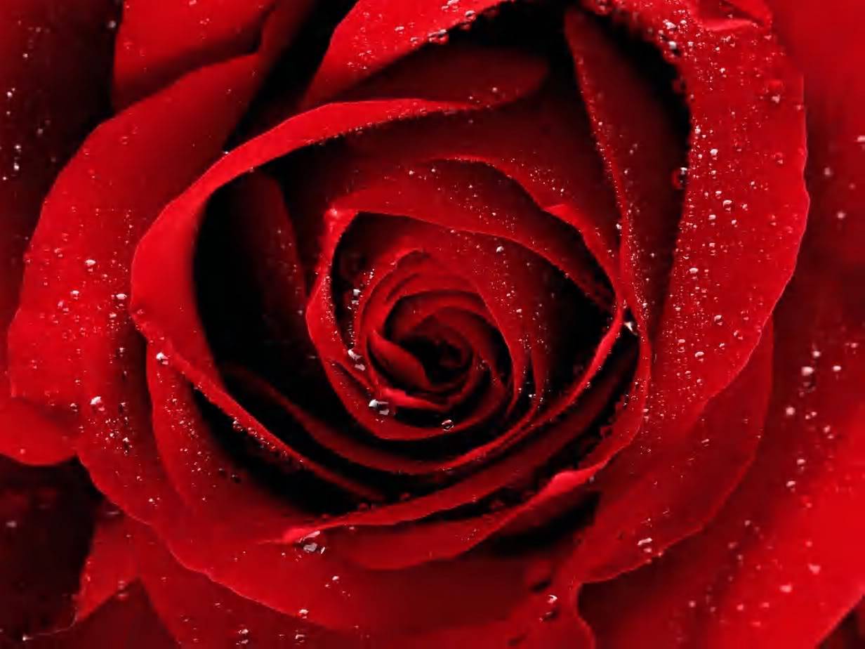        ..... A-Red-Rose-For-You