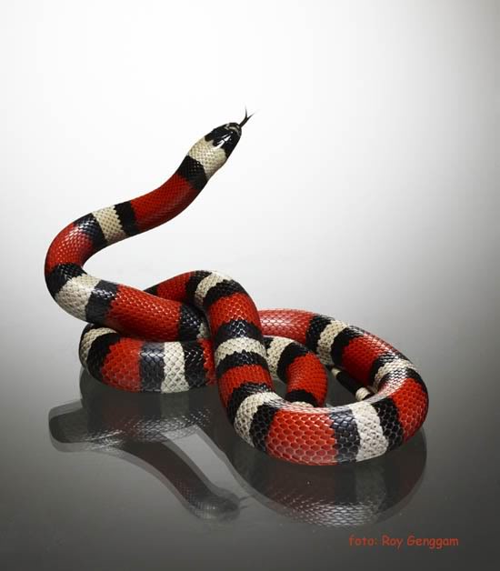 صور لبعض انواع الثعابين MilkSnakeApril09-191