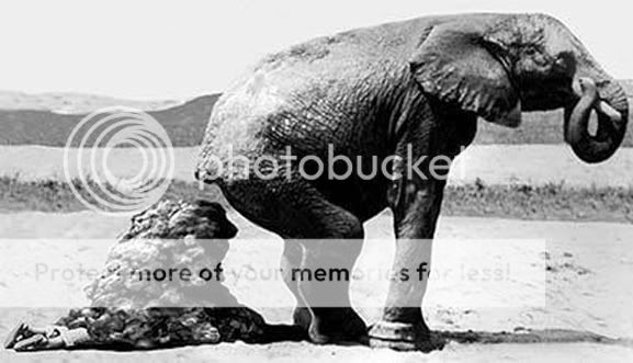 Topic des images drles du net Elephant20shit