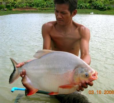 [IMPACTANTE] pez con dentarura humana!!! Pacu15lbschard