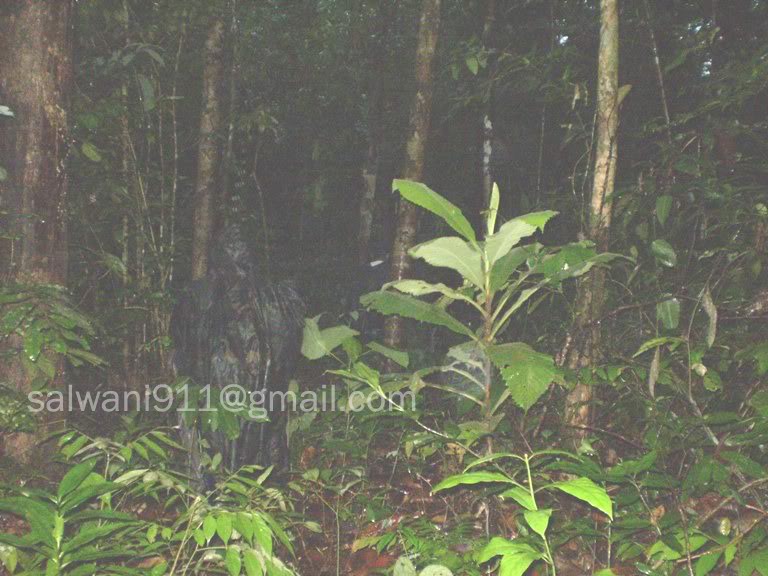 gambar entiti kat hutan simpan,sarawak P2220059wcopy