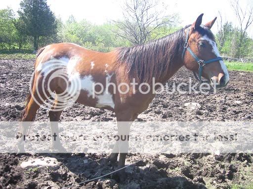 Équitation! IMG_4128