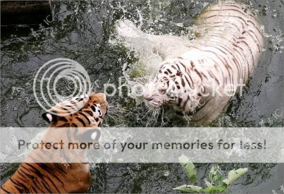 Tiger vs Tiger Image007-20100724_161400