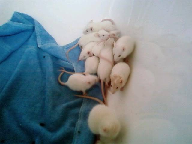 9 Rat Kittens looking for homes, RACR Nottingham. Racrbubs