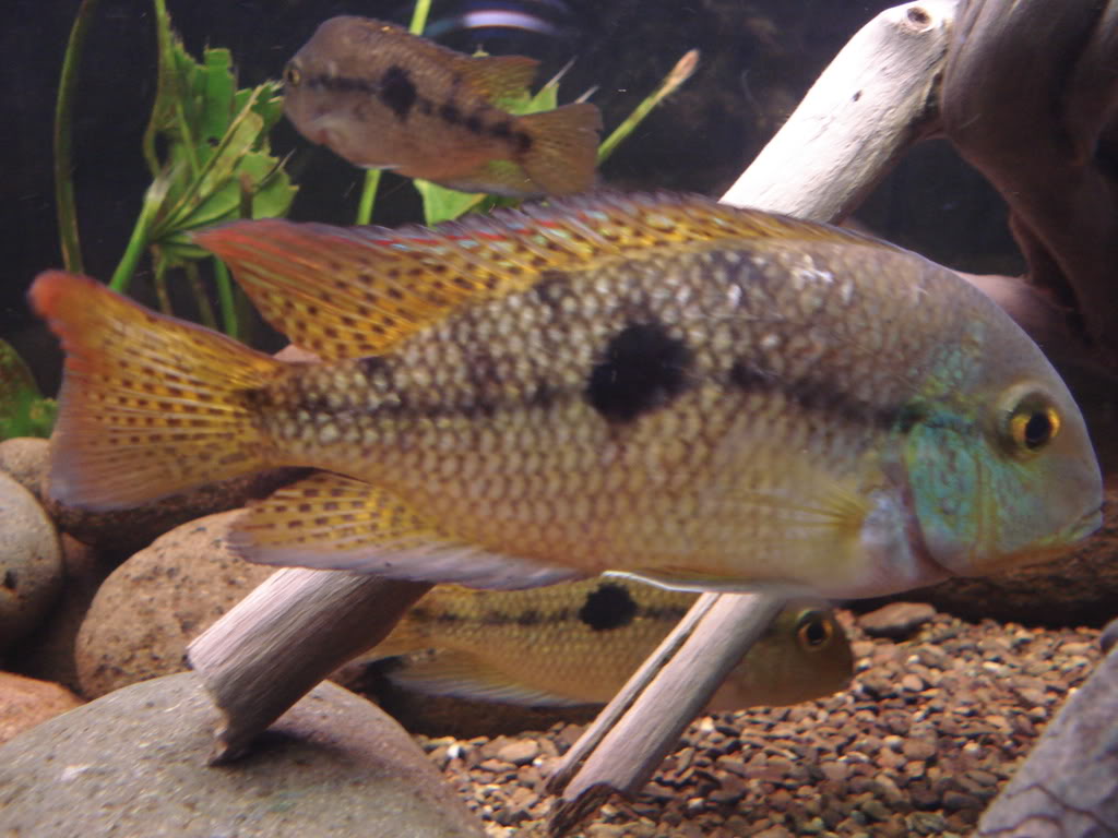 Hypsophrys nicaraguensis DSC01682