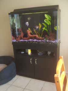 45G Angelfish Tank (established January 2009) 45g-1