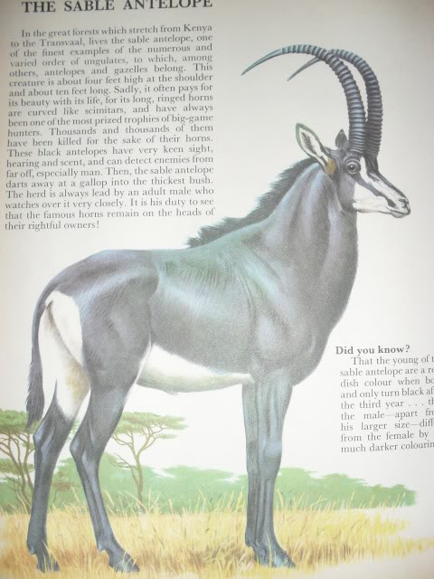 Sable antelope discussion!!! - Page 4 SDC11083