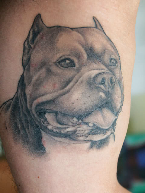 ~Wolves Run~ *Welcome to the Gang*  OPEN! Please join people!  Lrap_0709_08_z_photo_bulldog_tattoo