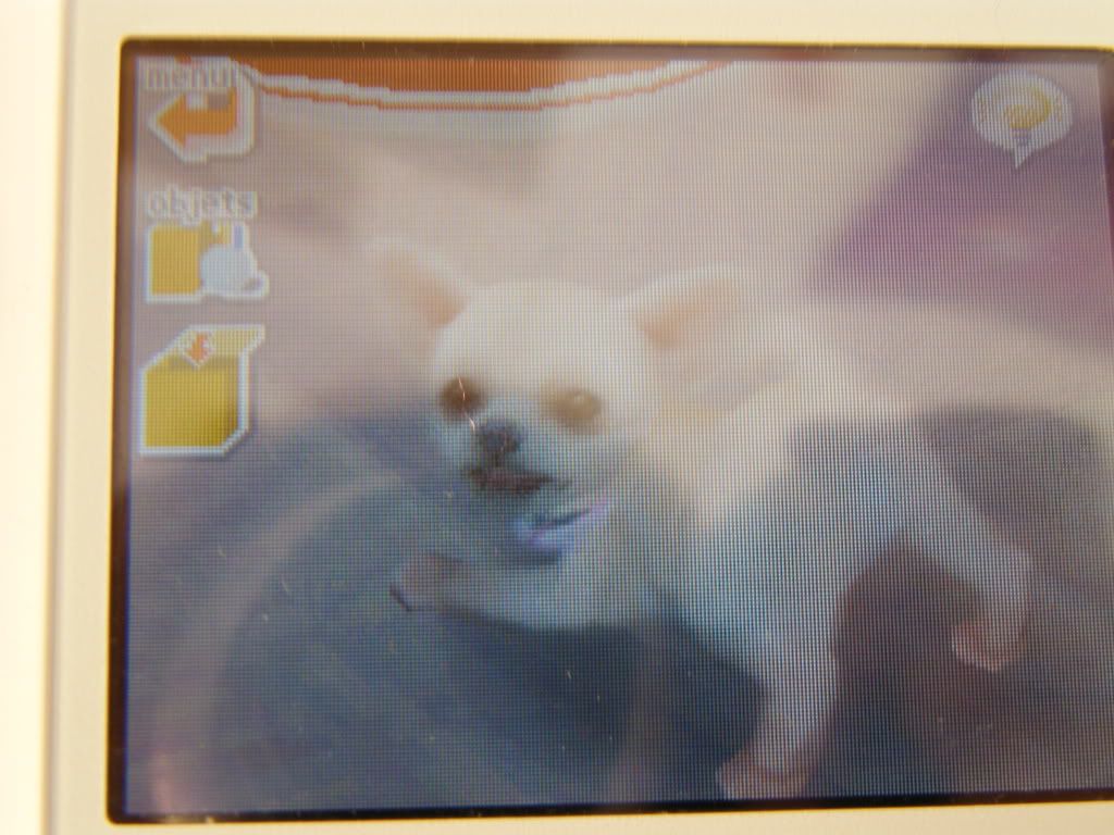 Mes Nintendogs! 021