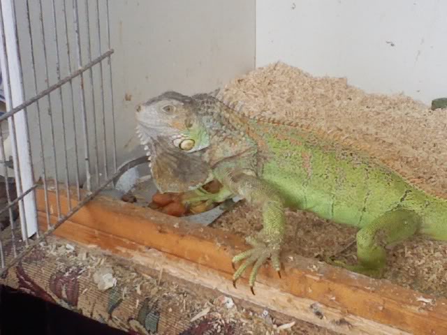 Iguana Iguana3