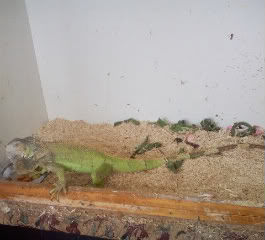 Iguana Iguana4