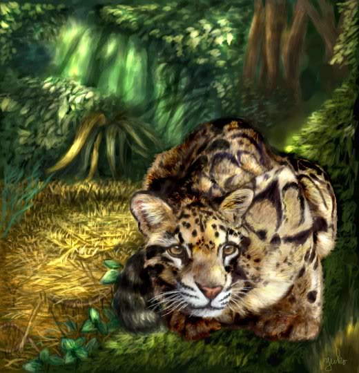 For Emilia and Wolves only. Clouded_Leopard