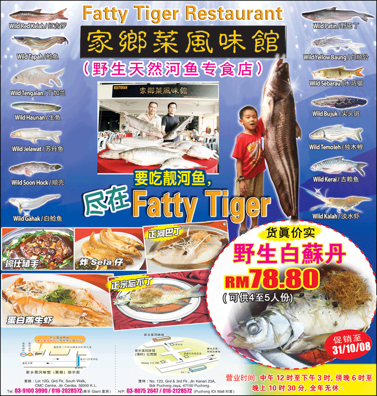 Sultan Fish - Page 2 Fatty-tiger