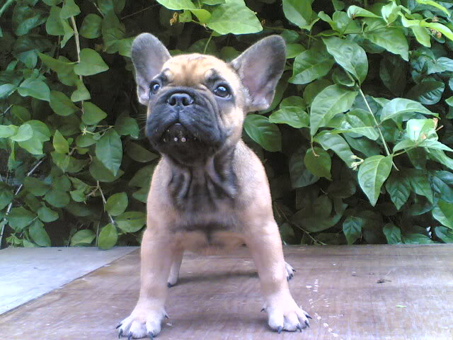 FRENCH BULLDOG - Page 4 18082009014