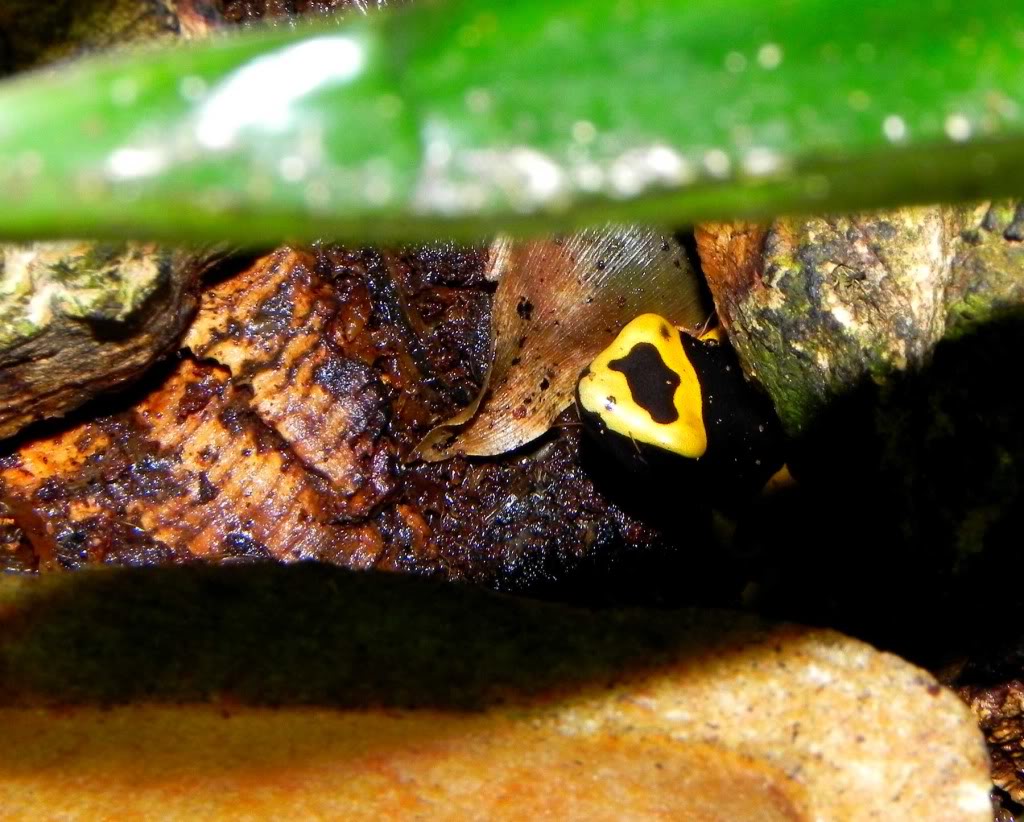 Dart Frog Community Leuc_inViv