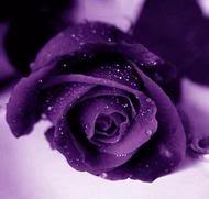 صباحكم بنفسجي‎ Rose-purple