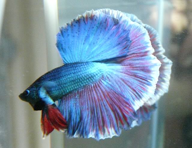 Craquage... HM d'animalerie BETTA5