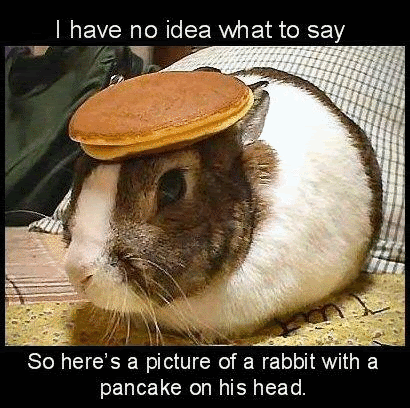 Solutions to problems 8_funny_rabbit_pancake