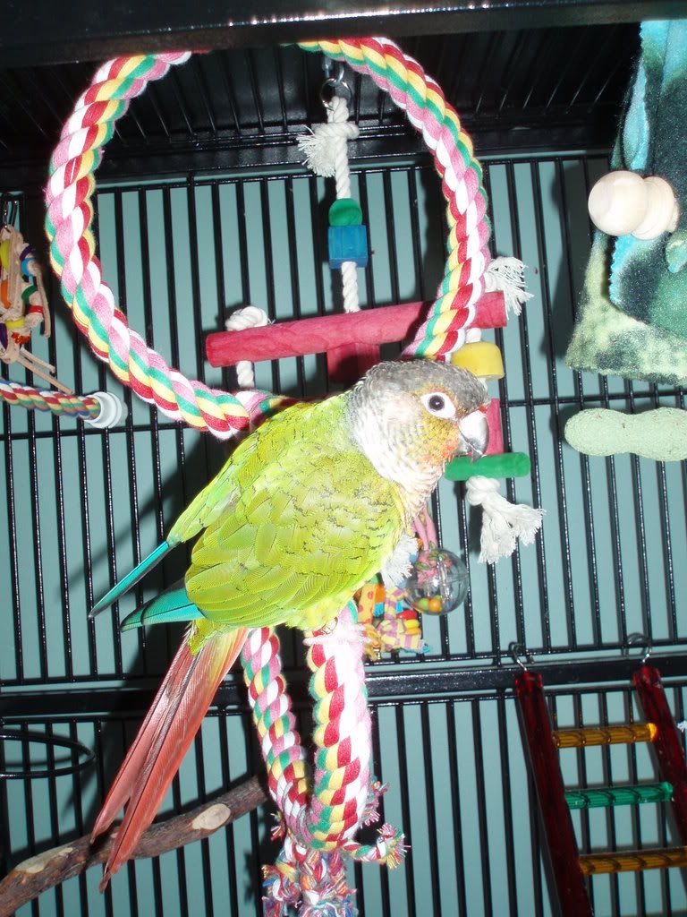 Conure graphic P1010101