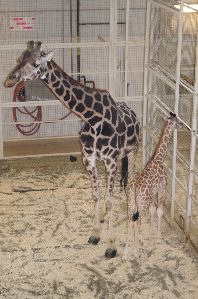 winter Zoo trip! DSC01689_zpsb4508d63