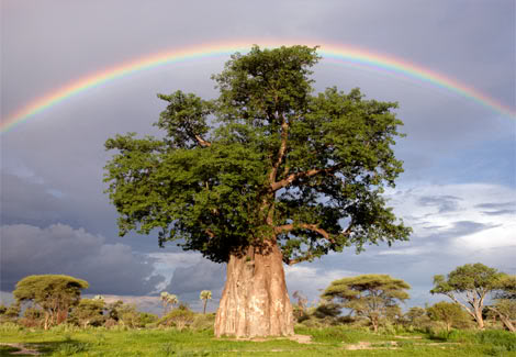 دعاء اليوم Rainbow-baobab-tree-joubert-1011931