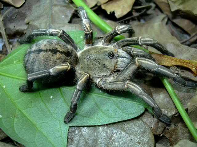 Thai Zebra Tarantula - Nhện Vằn Thailand HalbostriatumJuvF