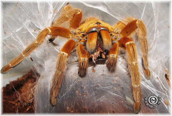 Mombasa Golden Starburst Tarantula (nhện vàng) P_murinus003