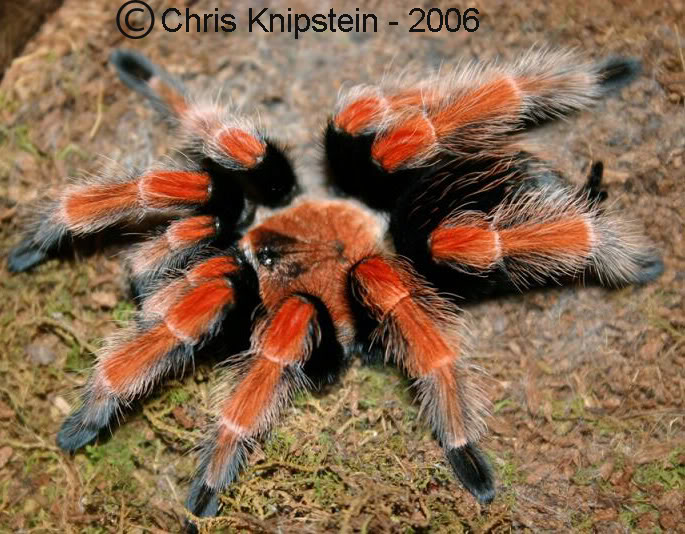 Mexican Fireleg Tarantula (nhện chân lưả) Boehmei